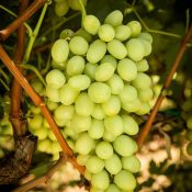 Great Green Premium Australian Grapes by Cordoma International