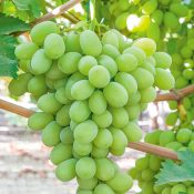 Sugar Crisp Premium Australian Grapes by Cordoma International