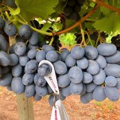 Adora Premium Australian Grapes by Cordoma International