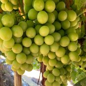 Autumn Crisp Premium Australian Grapes by Cordoma International