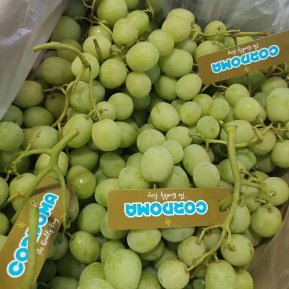 Cordoma Brand - Premium Australian Grapes by Cordoma International