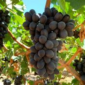 Candy Crunch Premium Australian Grapes by Cordoma International