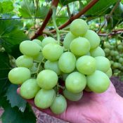 Ivory Premium Australian Grapes by Cordoma International