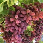 Long Crimson Premium Australian Grapes by Cordoma International