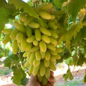 Long Thompson Premium Australian Grapes by Cordoma International