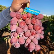 Red Globe Premium Australian Grapes by Cordoma International