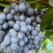 Sable Premium Australian Grapes by Cordoma International