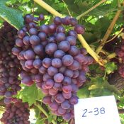 Sunrise Red Premium Australian Grapes by Cordoma International