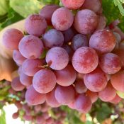 Sweet Nectar Premium Australian Grapes by Cordoma International